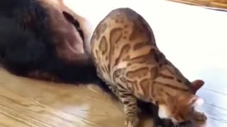 Cute Bengal cat playing with German Shepherd's fluffy tail