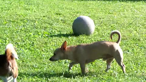 playing in the back yard