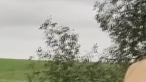 A boy caught while cutting tree