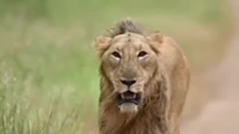 The Lion King Attitude | #shorts #shortsfeed #youtubeshorts #lion #king #kingkhan #kingdom