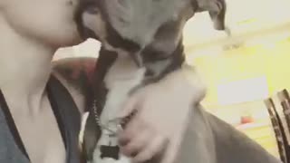 Pitbull loves kisses
