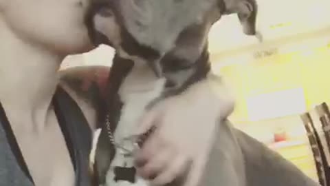 Pitbull loves kisses