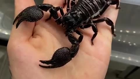 My pet is a small scorpion. It would be a large scorpion