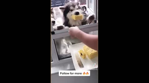 Cute Dogs Eats All Togheter