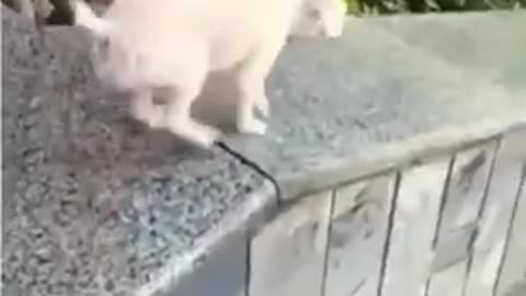 Funny Animals Videos