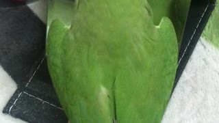 Cute Parrot Enjoys Dancing in the Mirror