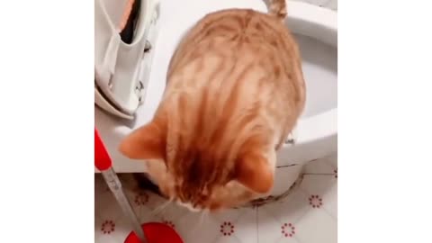Amazing! Cat using toilet🐈