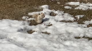 White squirrel came back for peanuts
