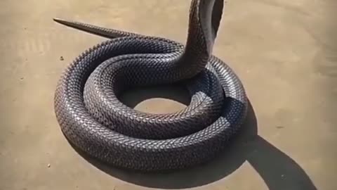 Snake 😳