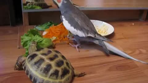 The parrot complains about its reflection on the turtle