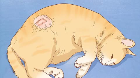 Diagnose the Cause of a Swollen Abdomen in our Cats