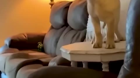 Funny animals videos