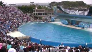 SeaWorld's old "Shamu" show (with trainers in the water!)