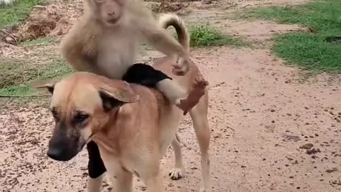 Monkey funny video