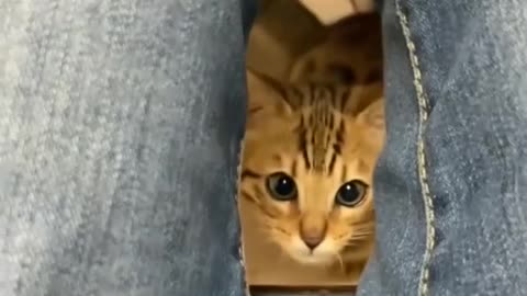 Cute cat 🙀😻 funny video