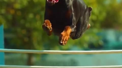 Amazing dog jump in Slow Motion