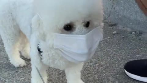 Dog wearing a mask and going out