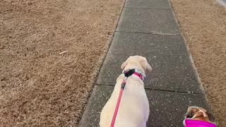 Neighbor cat joins daily dog walks