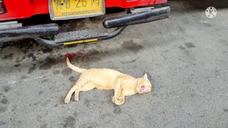 These two cute cats at #Tuktuk terminal in Bangkok