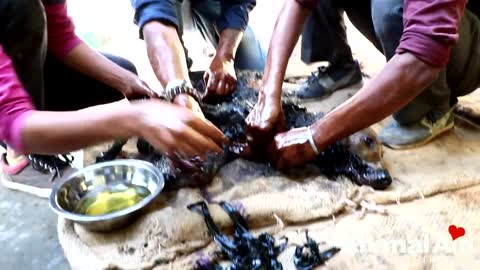 Dog turned rock-solid in tar drum rescued