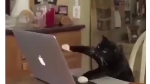 Cat use the laptop