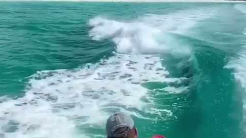 Dolphin playing