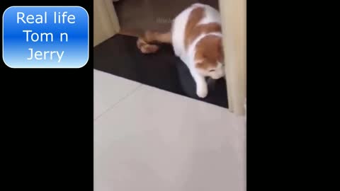 Funny cat and mouse real life Tom n Jerry