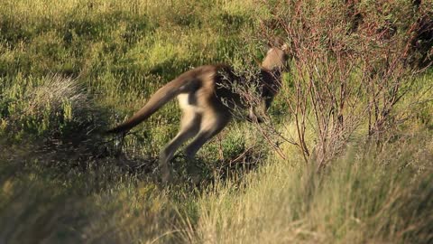 Kangaroo Wallaby - Australian Wildlife