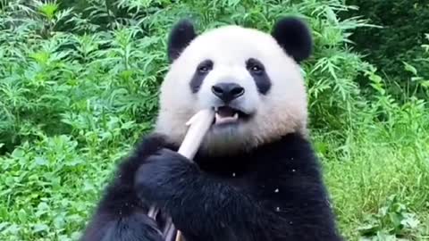 Cute Panda eating
