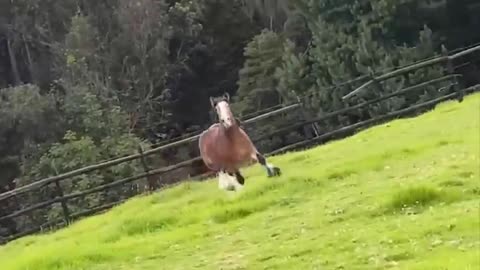 Horse SOO Cute! Cute And funny horse Videos Compilation cute moment #22