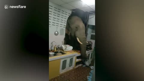 Hungry wild elephant smashes its HEAD through kitchen wall to steal bag of rice