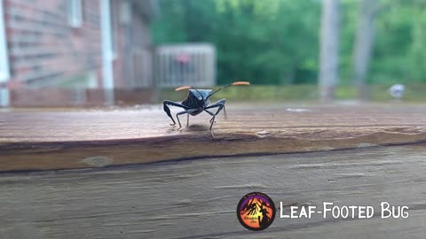 Black Leaf-footed Bug