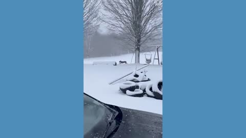 Dogs enjoy snow day in Buffalo l ABC News