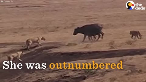 Buffalo Fights Off Lions To Protect Her Baby