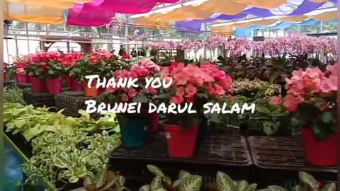 Vertical Aquaponic Planting System| Ms.Chin Brunei Darul Salam