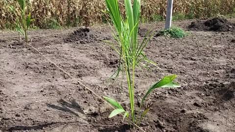 How to plant coconut tree / Coconut planting method / Coconut Tree Farming / Organic Coconut Farming