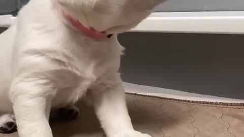 HER SMILE AT THE END 🥹🥰🐾 #PUPPY #LABRADOR #SHORTS