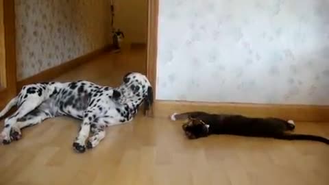 Kitten playing with Dalmatian