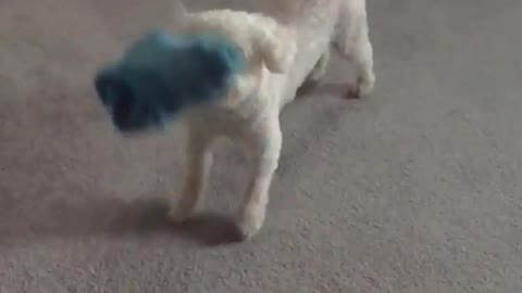 White dog catching blue toy slow motion