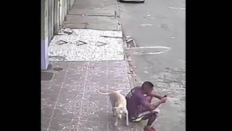 Funny Animals cctv1