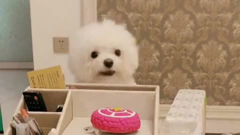 Gigantic Fluffy Toy Poodle Dogs Love Being Carried Everywhere 😍Funny🐩 #shorts | Panda Love