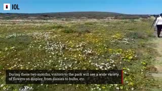 WEST COAST NATIONAL PARK FLOWER SEASON