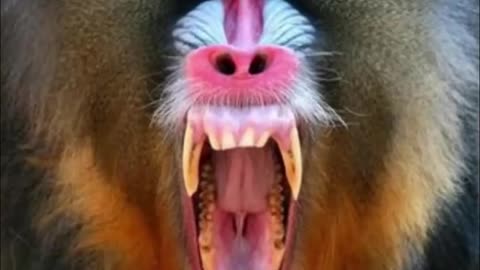 Mandrill | The Biggest Monkey In The World