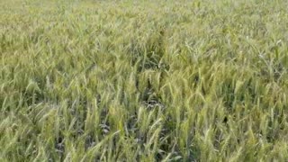 Happy Dog Bounds around in Wheat Crop