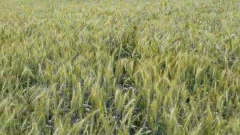 Happy Dog Bounds around in Wheat Crop