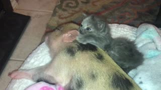 Kitten and piglet cuddle by the fire