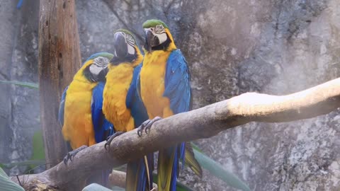 Three Macaws looking at camera