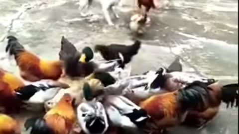 Chicken vs dog fight !funny video