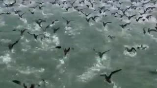 Massive flock of seabirds creates stunning visual image