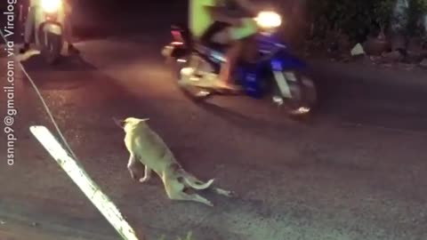 Clever Dog Pretends That He CANNOT WALK. But He CAN | Watch the full video.